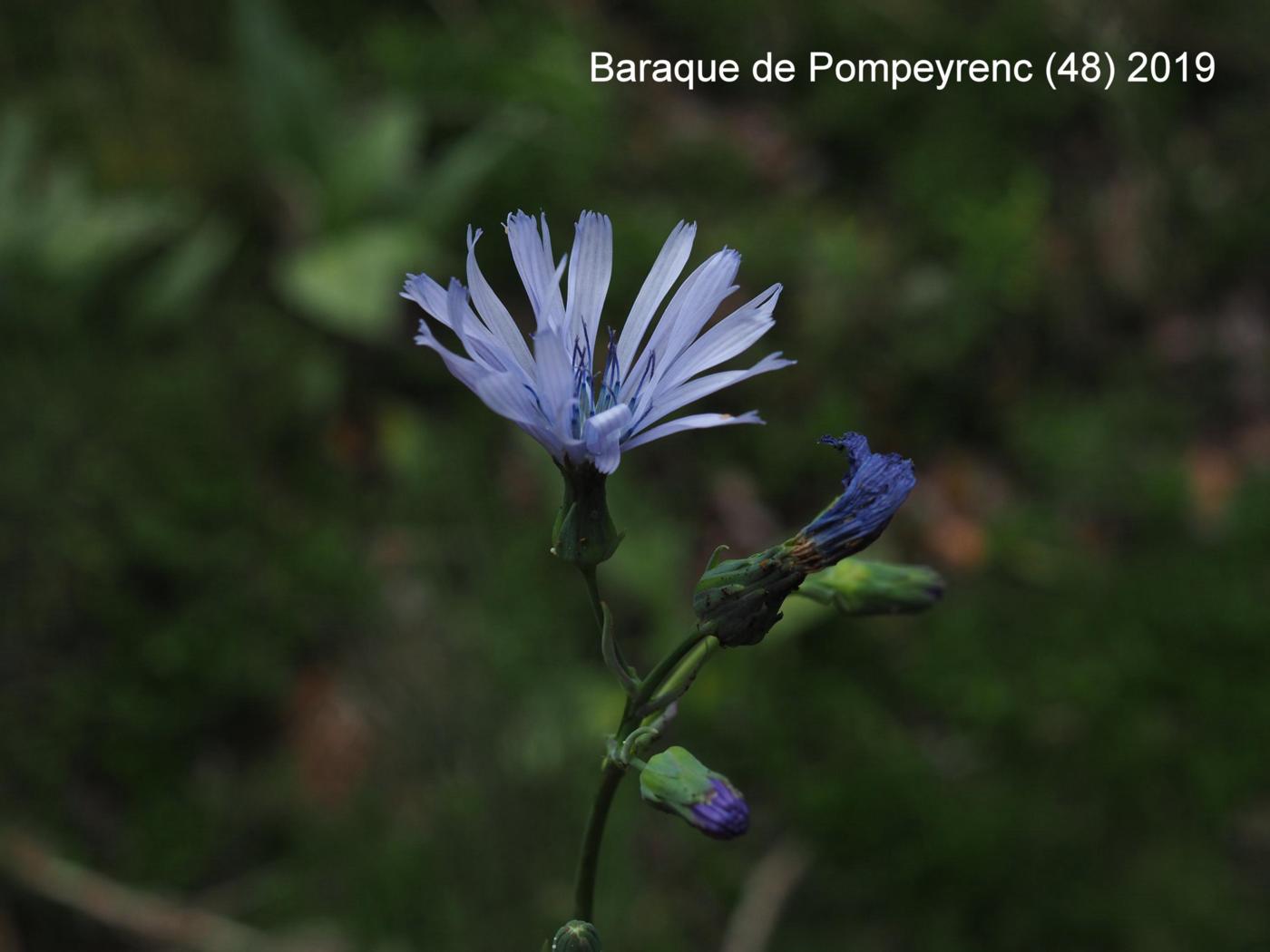 Blue-Sow-Thistle, Hailess flower